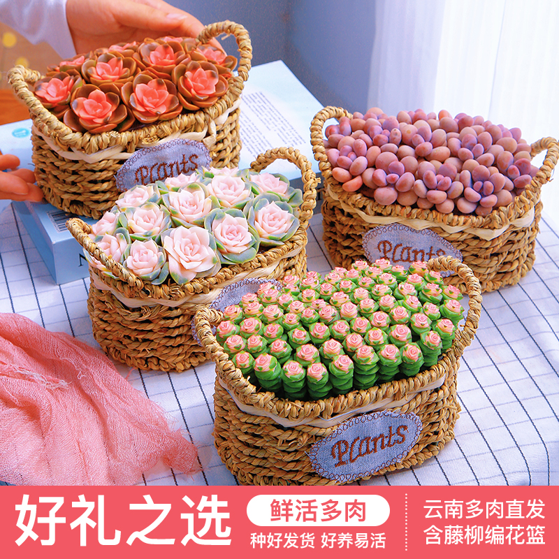 桌面好养多肉摆件多肉植物