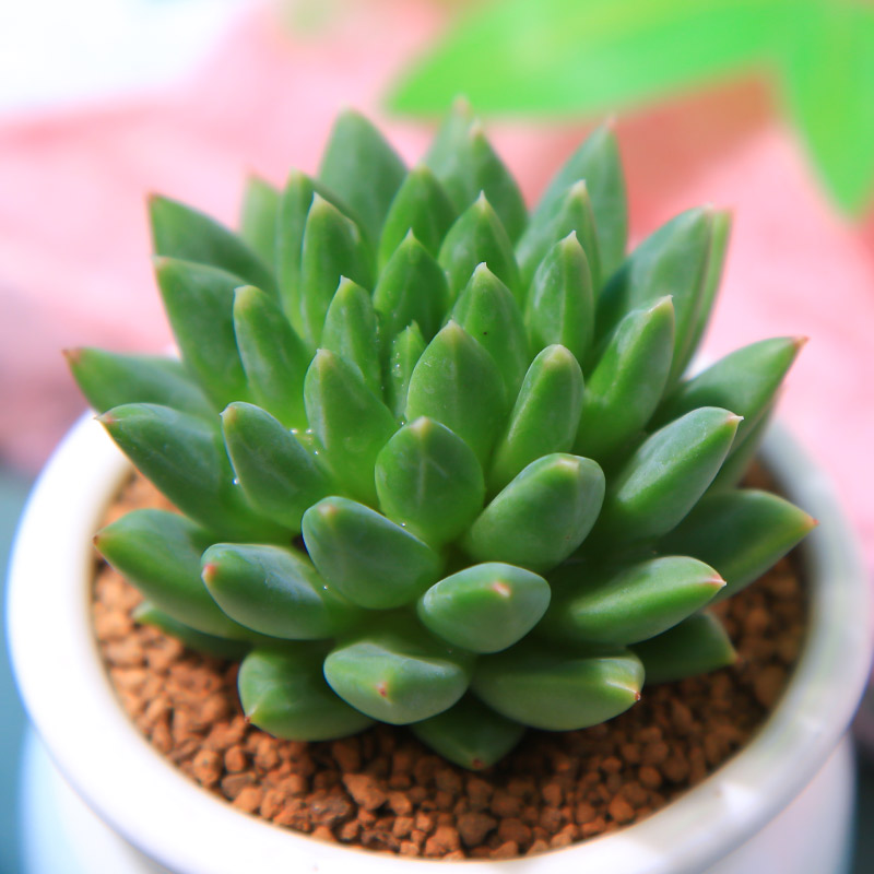 甲骨文桌面懒人花卉高颜值