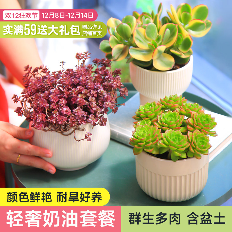 多肉植物组合盆栽奶油风INS带盆套餐大颗好养礼物桌面创意盆景