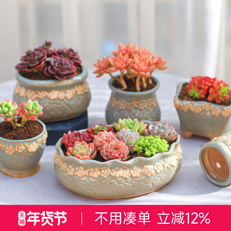 小碎花系列多肉花盆简约田园风室内阳台桌面花卉绿植盆器云南直发