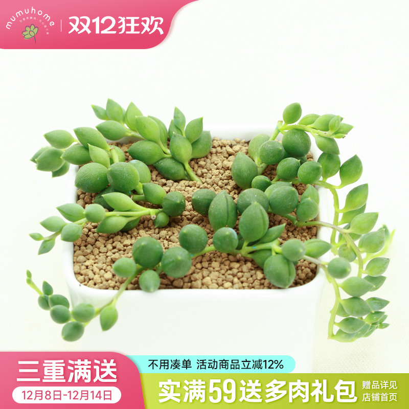 情人泪多肉植物盆栽珍珠吊兰垂吊