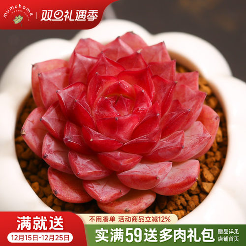 MUMUHOME海血姬黑暗纹系多肉植物室内云南精品全状态果冻色