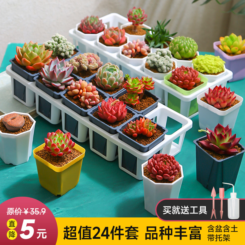 多肉植物盆栽花盆托架耐旱花卉