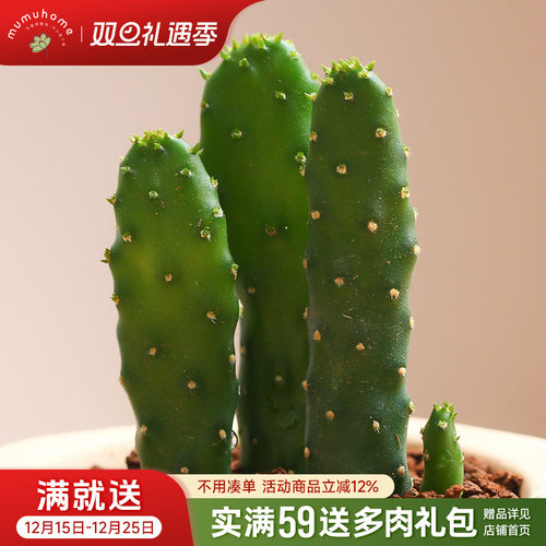 mumuhome摇钱树仙人掌多肉植物