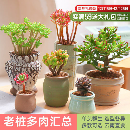 mumuhome老桩多肉植物