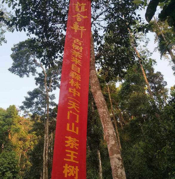 2018年 谊合轩  易武 国有林 天门山 茶王树 高杆 单株  限量一片