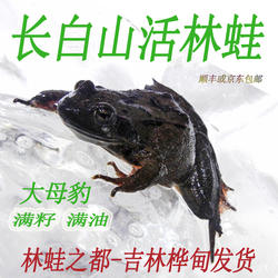 吉林长白山活体母豹子公狗子雪蛤哈什蚂油蛤蟆东北鲜活林蛙包邮
