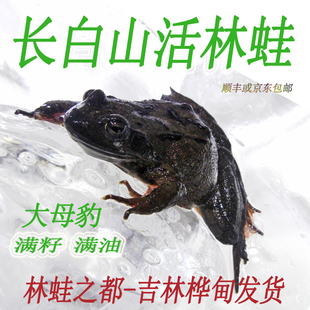 吉林长白山活体母豹子公狗子雪蛤哈什蚂油蛤蟆东北鲜活林蛙包邮
