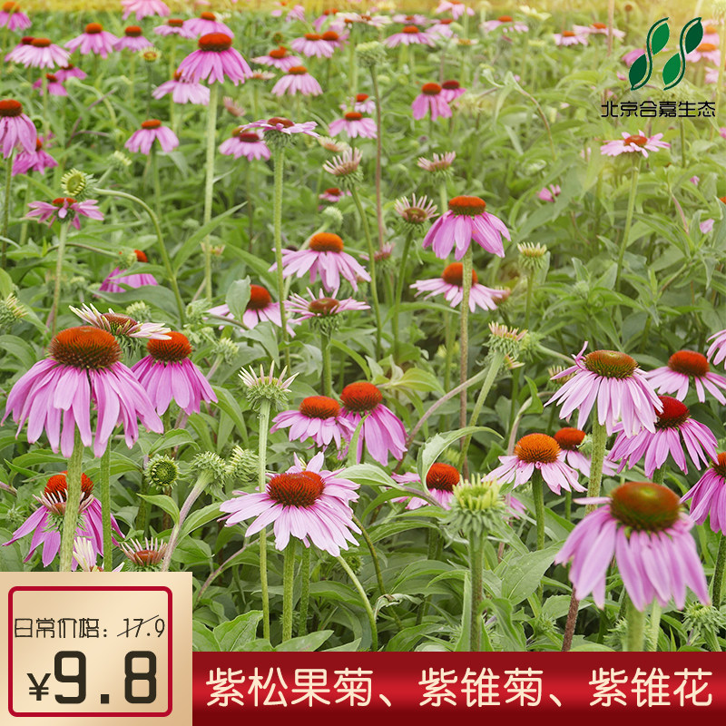 多年生宿根花草紫松果菊根苗四季易种花苗球根花卉户外植物花草种