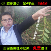 霍山铁皮石斛鲜条买3送1四年生石斛胶质饱满新鲜铁皮石斛枫斗正品