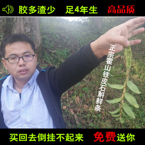 霍山铁皮石斛胶质饱满