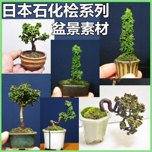 进口稀有石化桧初雪柏树苗植物