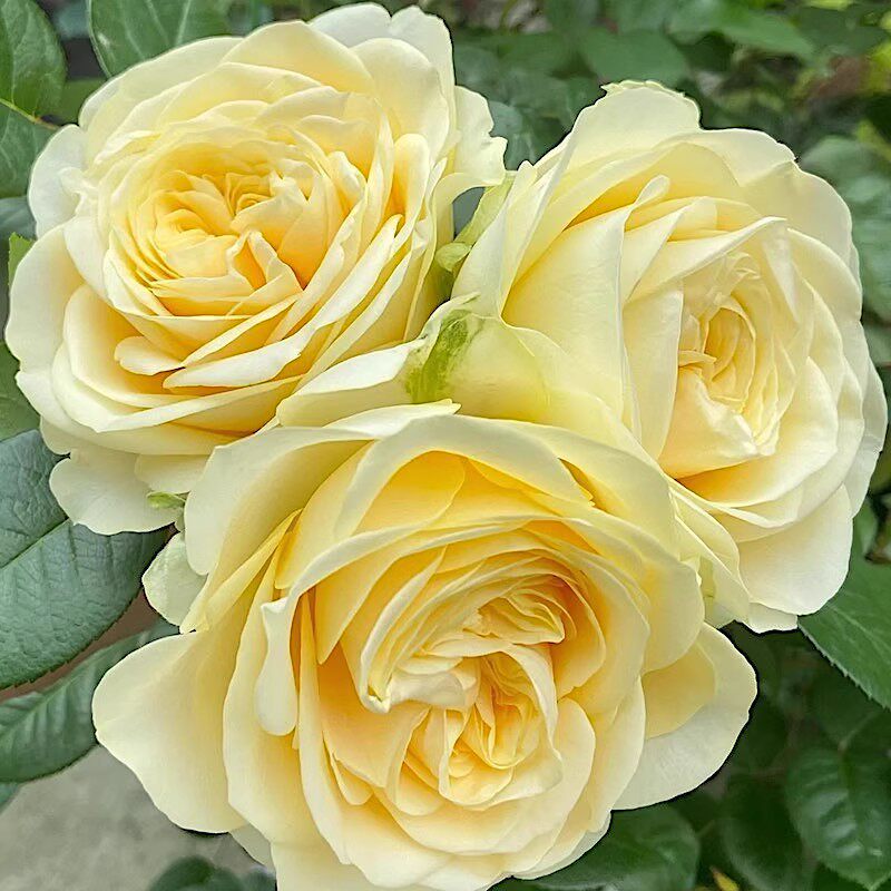 奶油杯 阳台盆栽月季庭院地栽耐寒耐旱抗病勤花切花玫瑰分枝性好