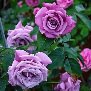 夏尔戴高乐月季 玫昂 灌木浓香大花 紫丁香色 直立 勤花 抗病多季