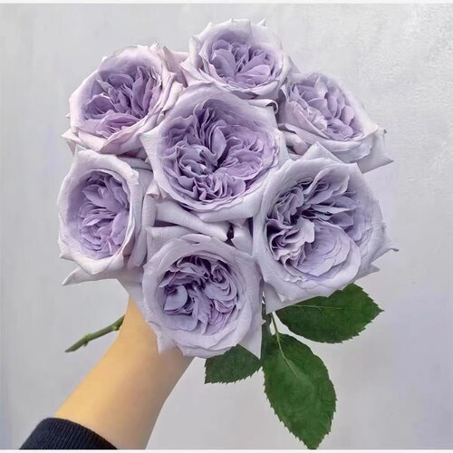 【紫荔枝】玫瑰扦插花苗切花月季盆栽绿植包对版带土育苗杯