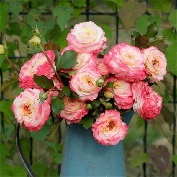 新品种月季扦插花苗 初妆 直立型丰花灌木切花 复色茶香多季开花,鲜花速递/花卉仿真/绿植园艺,月季/蔷薇/玫瑰,淘宝优惠券,粉丝福利购,淘宝优惠卷