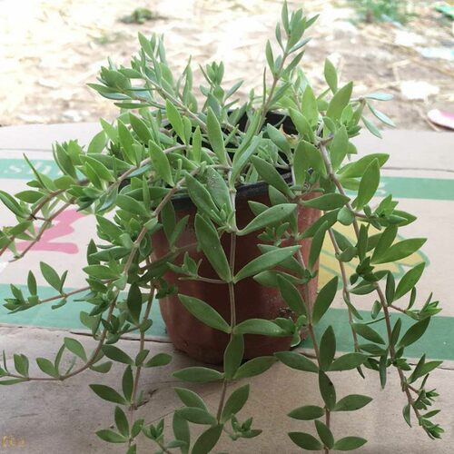 可食用药用垂盆草苗易爆盆观赏四季常绿养肝护肝植物垂盆草盆栽