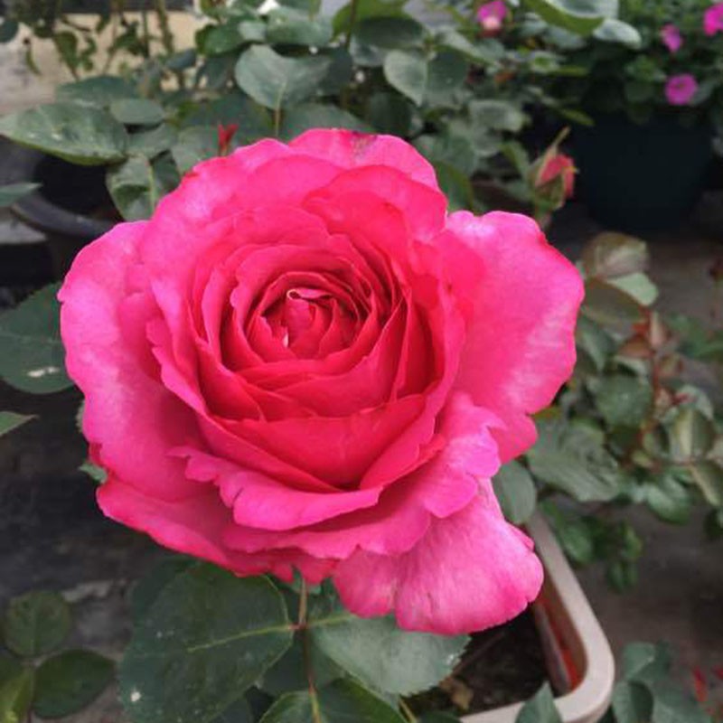 伊芙系列月季 胭脂香水 大花浓香灌木月季