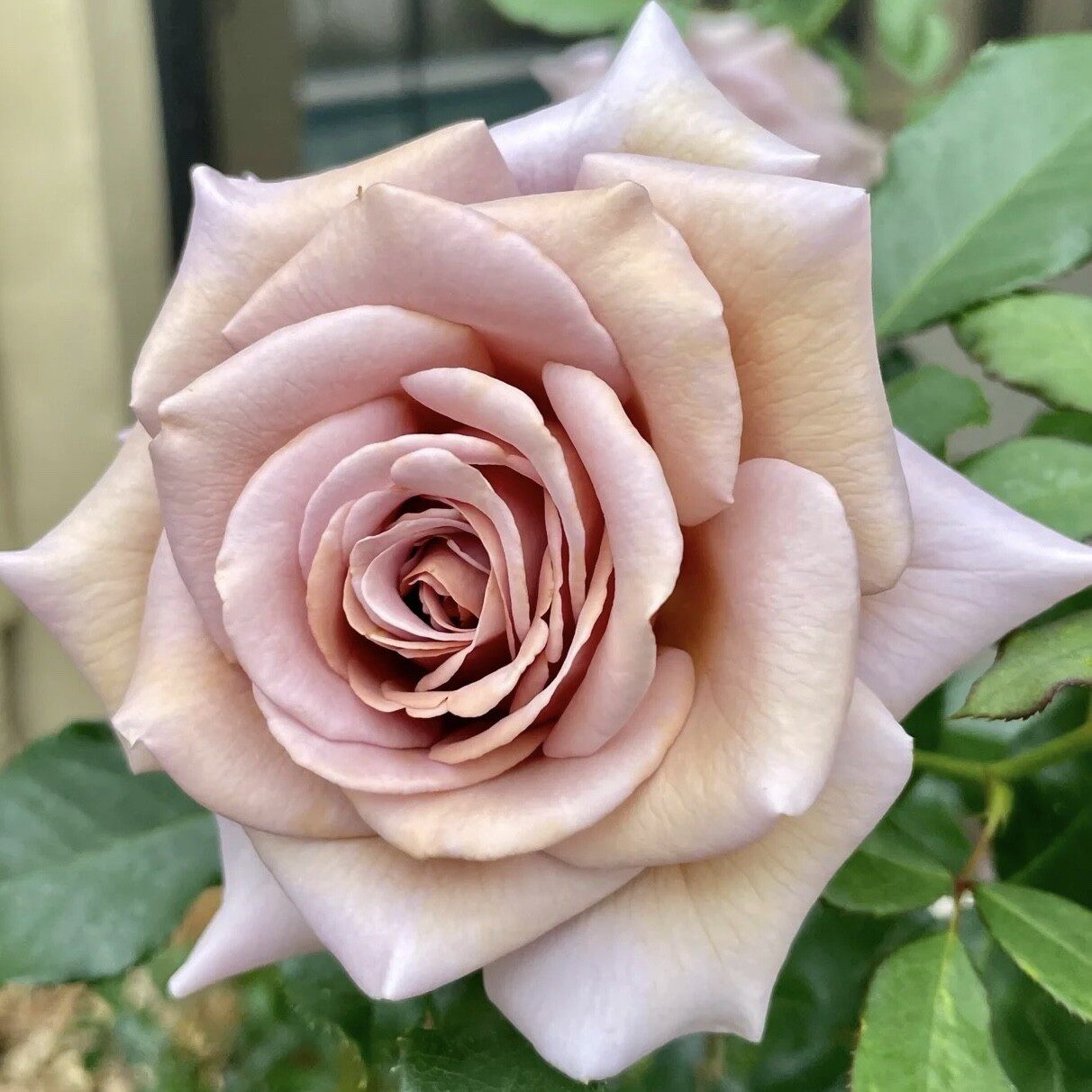 可可洛可(koko loco )复古风丰花月季巧克力色可可洛克月季小苗