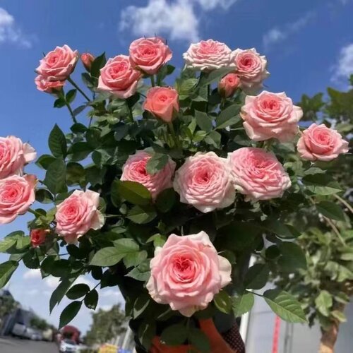 【仙度瑞拉】多季开花耐高温玫瑰盆栽庭院阳台月季花卉植物