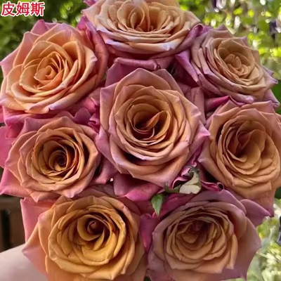 味景新品复古皮姆斯月季