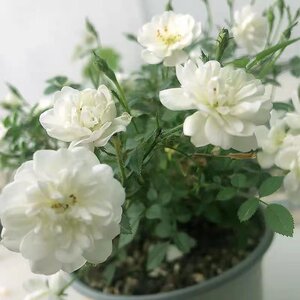 雪姬月季 有香味日本超微重瓣花卉绿植盆栽室内阳台好养
