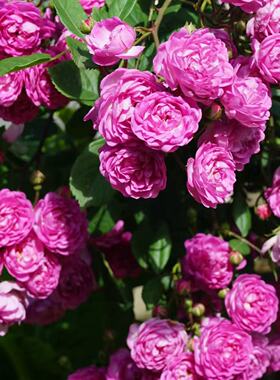 四季微型藤本月季【葡萄园之歌】庭院花墙花苗盆栽蔷薇玫瑰粉紫色