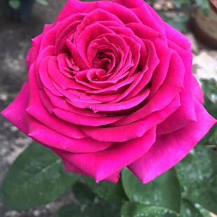 【悠久的约定】紫色浓香型大切花玫瑰月季花苗