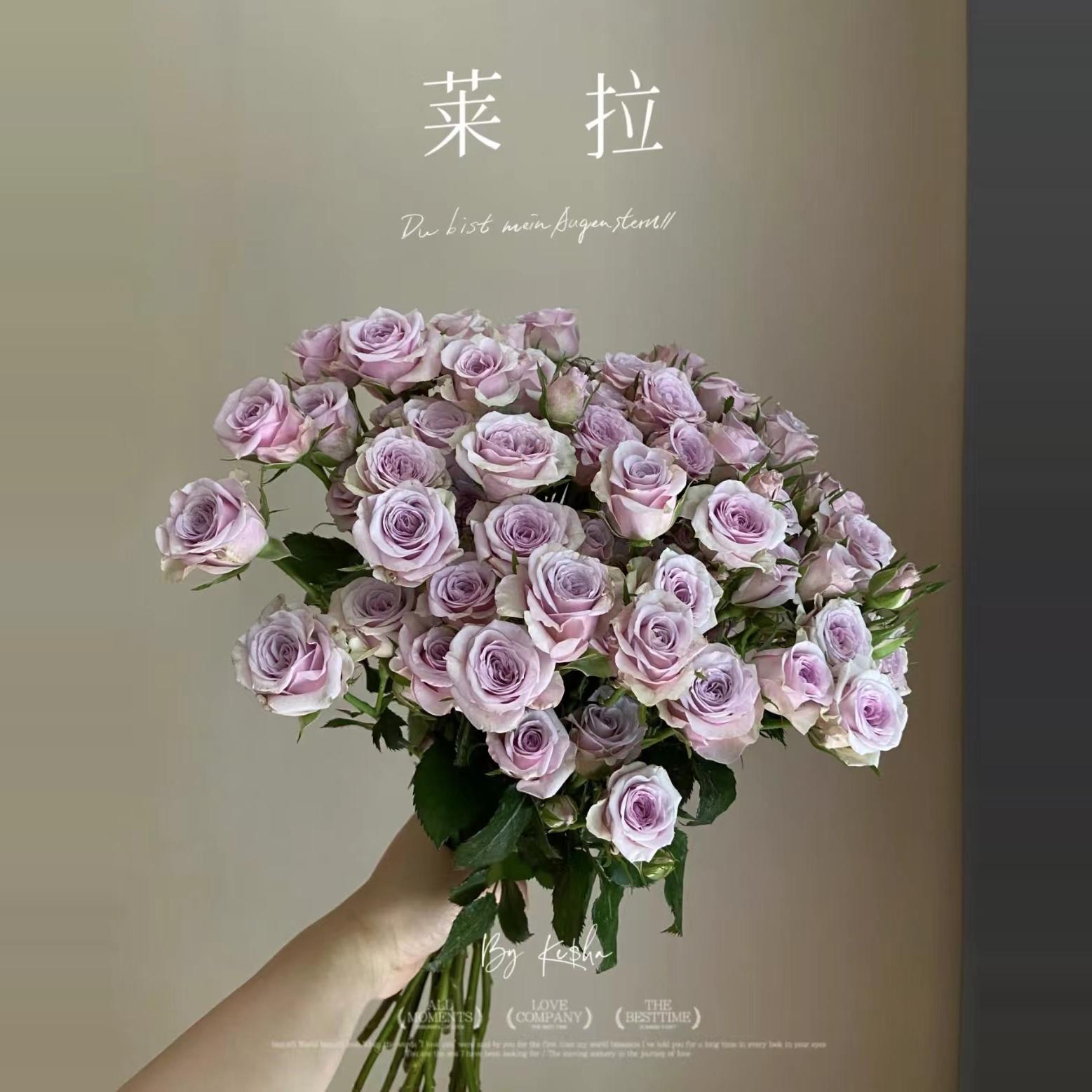 超新品【莱拉泡泡】多头玫瑰切花月季阳台庭院多季节开花盆栽花卉