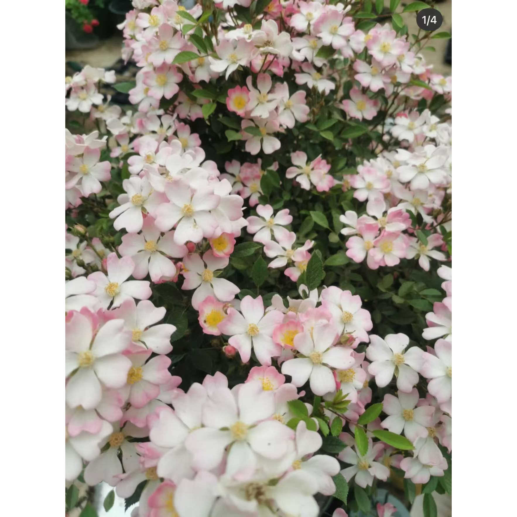 菜菜子玫瑰  古老单瓣微型月季 日本姬バラ蔷薇超微勤花丰花抗病
