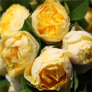 扦插苗金丝雀月季花苗黄色月季大花香味适合阳台盆栽