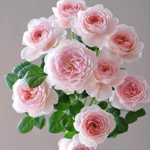 瑞典女王月季扦插大花庭院阳台盆栽绿植地栽花卉多季开花灌木花苗