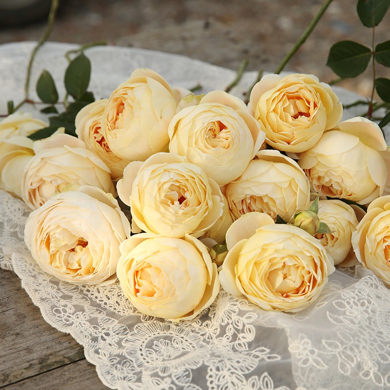 歌笛自育月季玫瑰多季开花