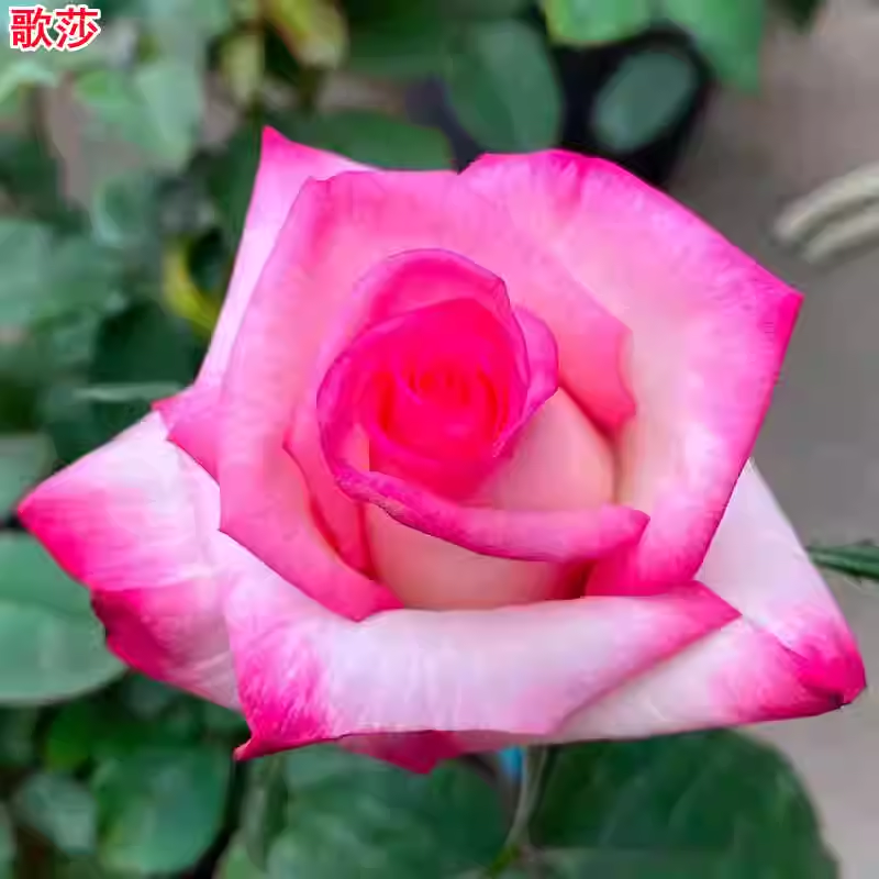 超新品歌莎月季苗灌木大花切花玫瑰庭院阳台盆栽多季开花卉,鲜花速递/花卉仿真/绿植园艺,月季/蔷薇/玫瑰,淘宝优惠券,粉丝福利购,淘宝优惠卷