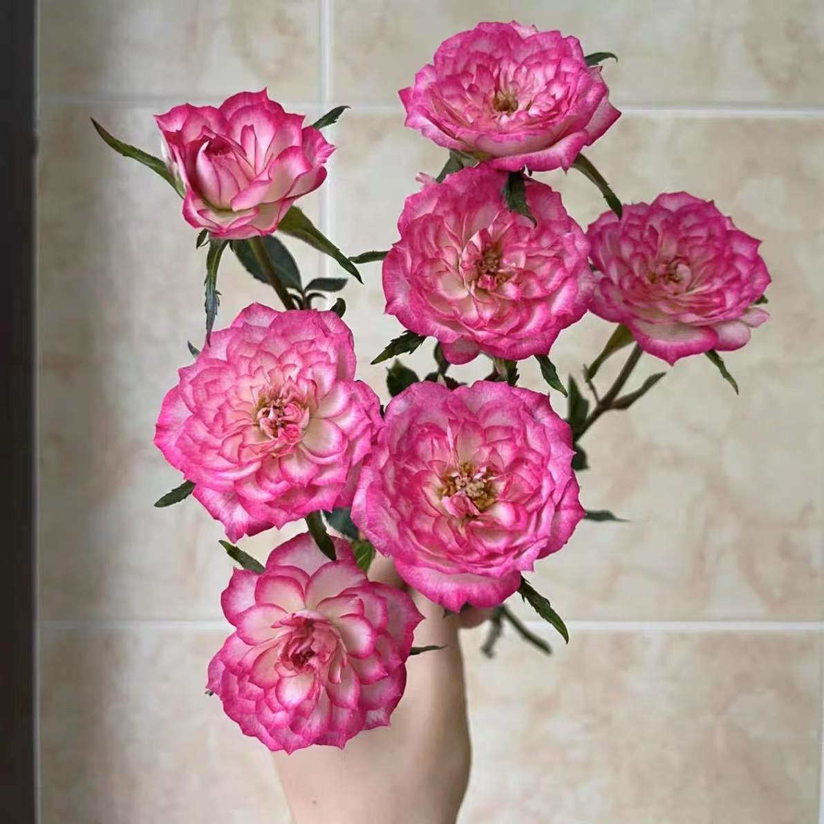 复色月季旋转木马微型月季扦插花苗花卉阳台绿植盆栽