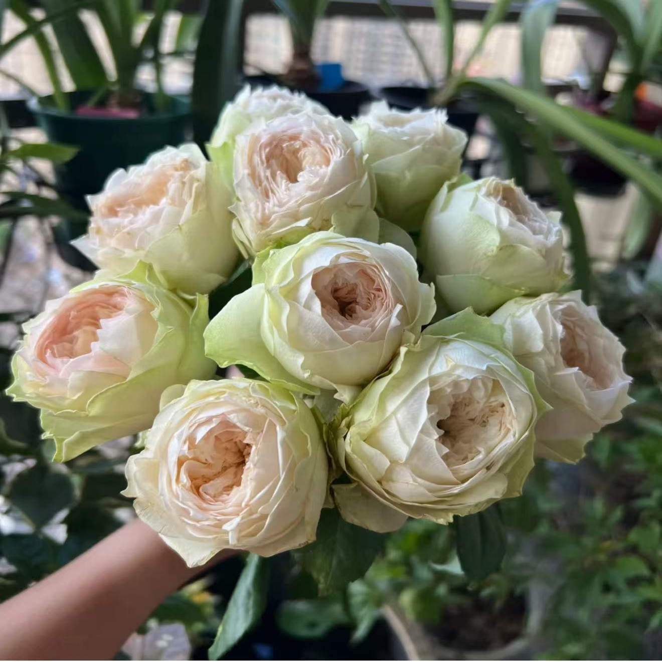粉红派月季 Wans Roses 灌木大花 直立 切花玫瑰 奶油色/粉色