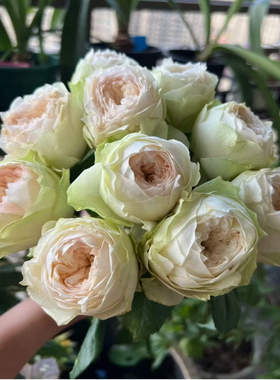 粉红派月季 Wans Roses 灌木大花 直立 切花玫瑰 奶油色/粉色