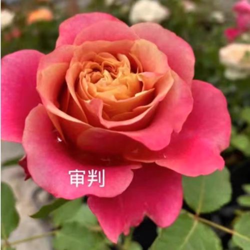 超新品审判/美人眼睛灌木