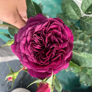 海潮之声 月季扦插花苗 浓香丰花月季 庭院多头月季盆栽 多季开花