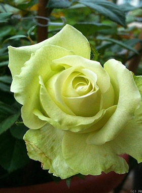 浪漫格林\绿色浪漫GreenRomantic绿色切花灌木月季