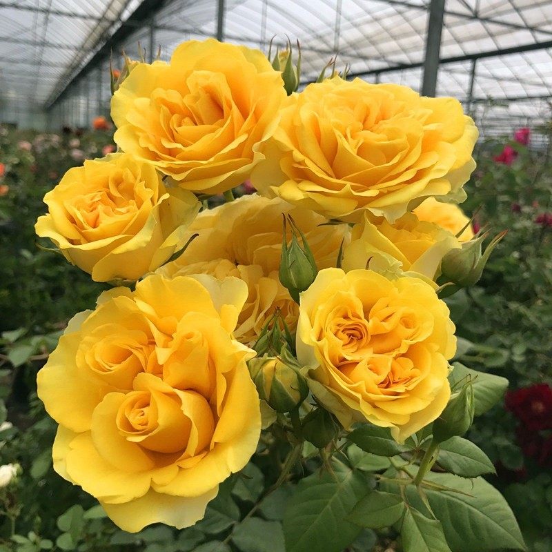 阳光海滩月季花苗微月大花多头丰花亮黄色花阳台盆栽植物花卉