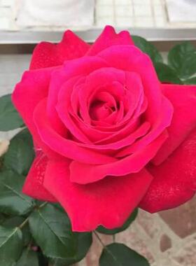 【亚克力红】月季花苗红色月季阳台绿植盆栽庭院勤花