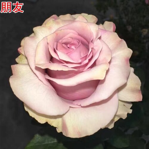 新品【朋友】月季灌木大花直立抗病庭院阳台盆栽多季开花切花玫瑰