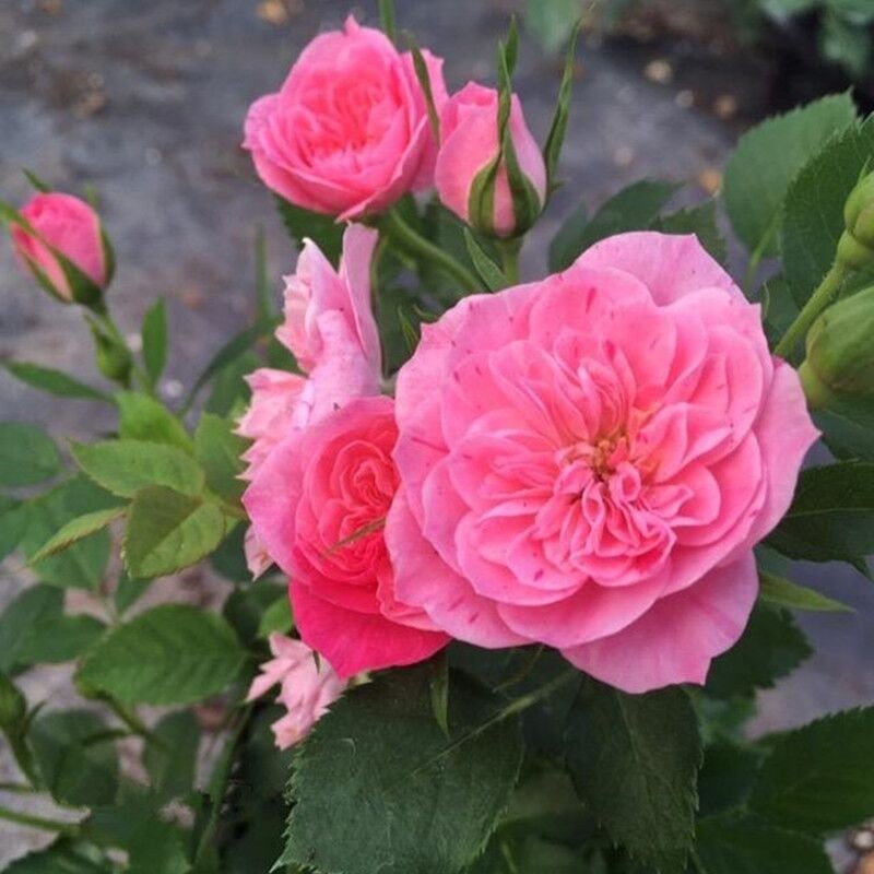 心上人月季扦插花苗阳台庭院盆栽微型丰花多季开花玫瑰绿植物