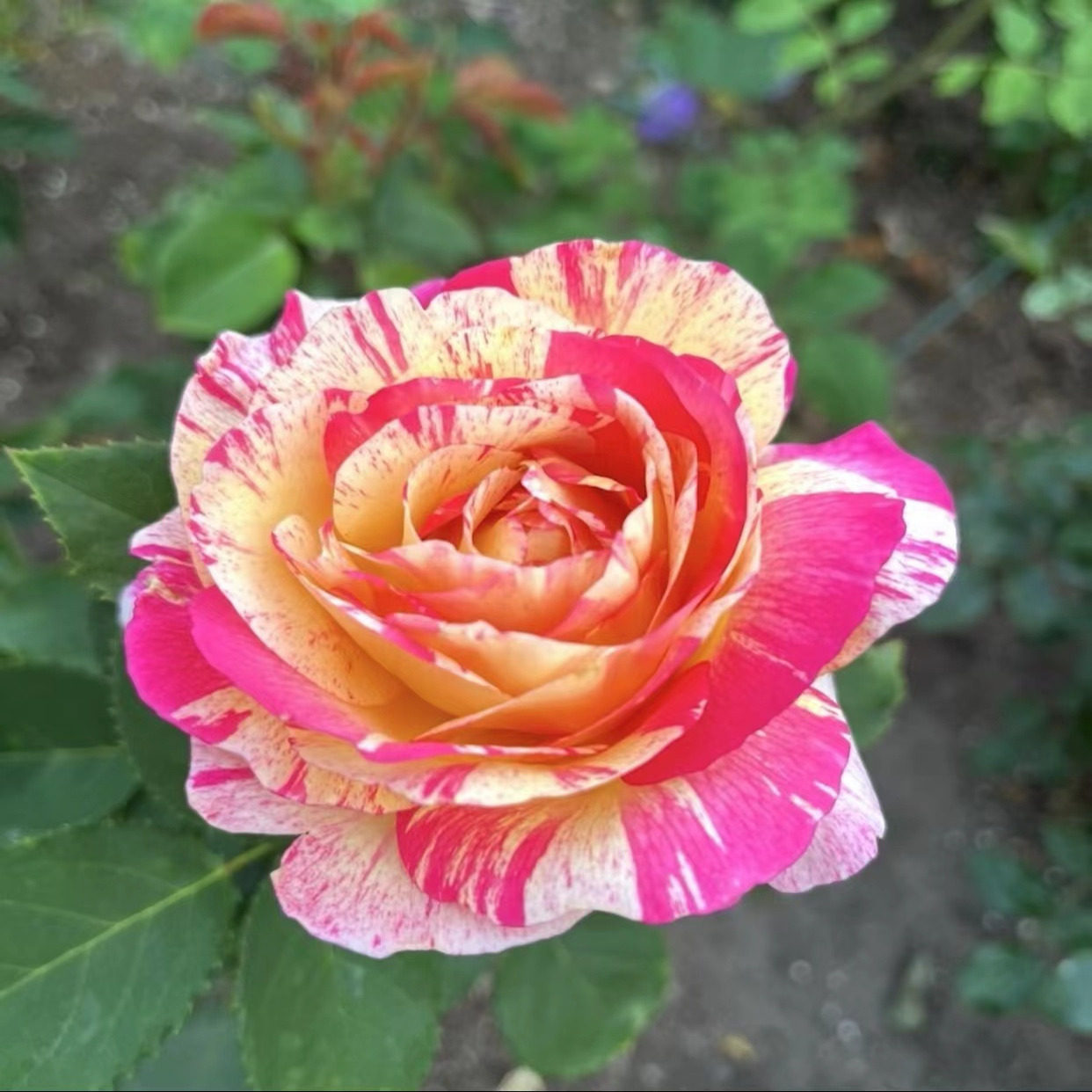 【马克夏加尔】条纹型大花抗病勤花丰花耐寒多季节开花盆栽花卉