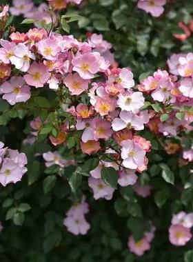 糖果罐 灌木月季 花色渐变 花量大分枝多 抗病适合阳台盆栽