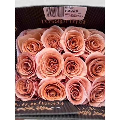 味景新品厄瓜多尔莫泊玫