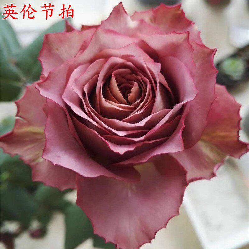 英伦节拍/清茶日本月季花苗复古色高级丰花中香波浪阳台花卉