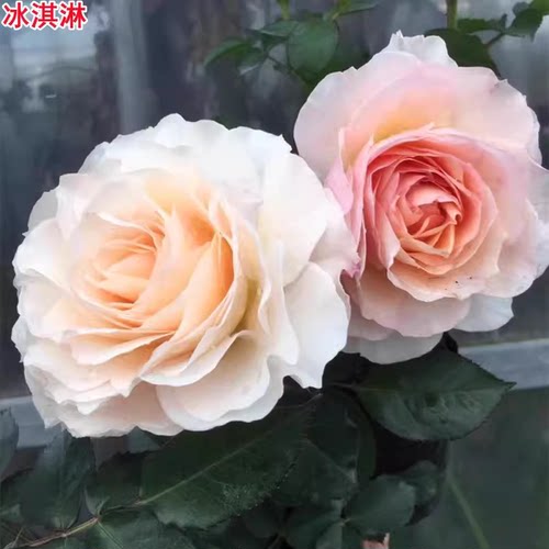 冰淇淋阳台月季苗海神王芽变