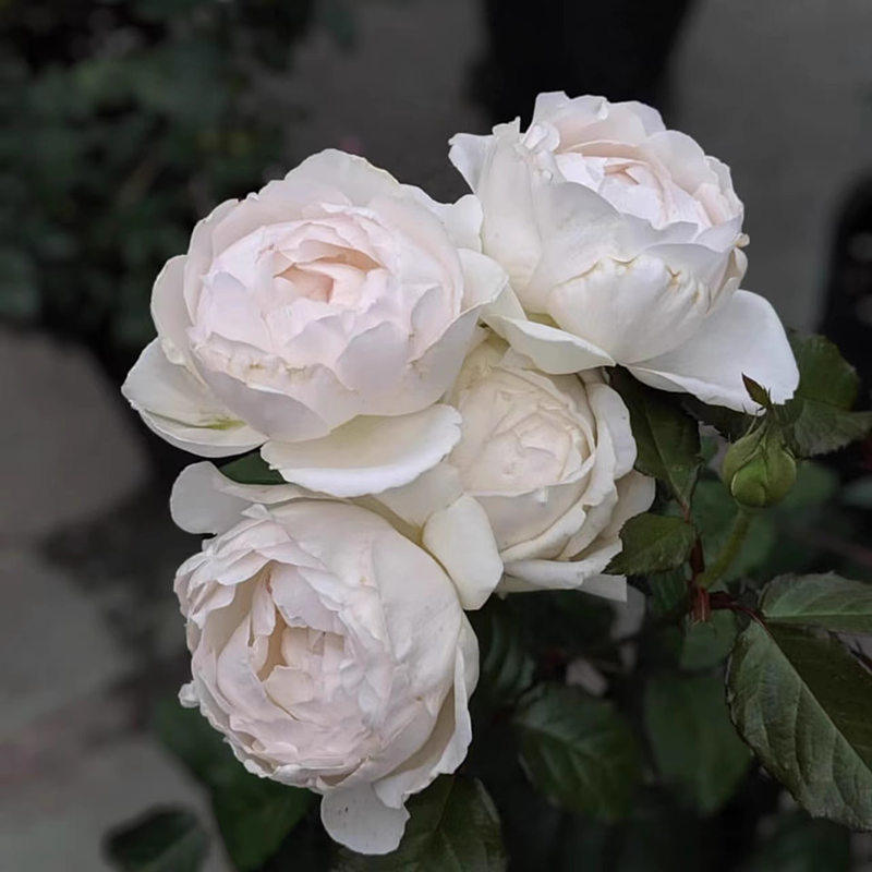 【华宵】月季切花玫瑰嫩粉白色大花浓香四季丰花阳台庭院露台盆栽